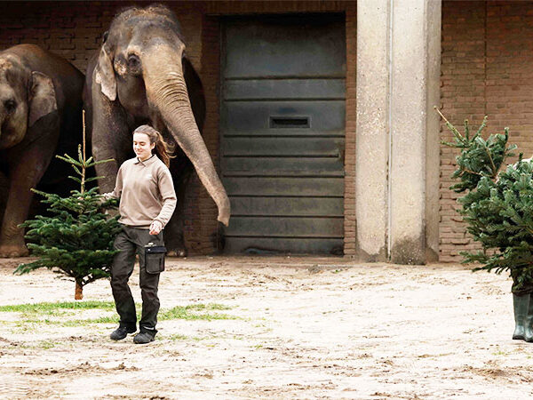 Des sapins de Noël invendus sont au menu des éléphants du zoo de Berlin