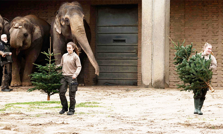 Des sapins de Noël invendus sont au menu des éléphants du zoo de Berlin